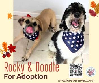 Rocky and Doodle - Bonded Pair -  Goldendoodle Dog for Adoption in Miami, Florida - Rocky And Doodle - Bonded Pair | PetCurious
