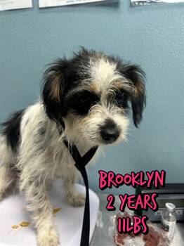 BROOKLYNN -  Shih Tzu Dog for Adoption in Holbrook, New York - BROOKLYNN | PetCurious