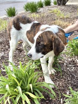 Great Pyrenees Dogs Available for Adoption - Kosimo | PetCurious