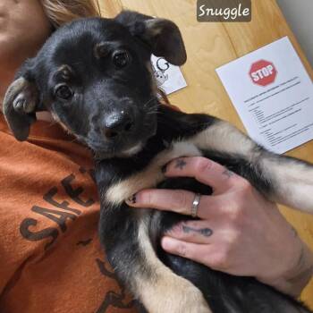 Mixed Breed Dogs Available for Adoption in Walker, Michigan - Snuggle | PetCurious