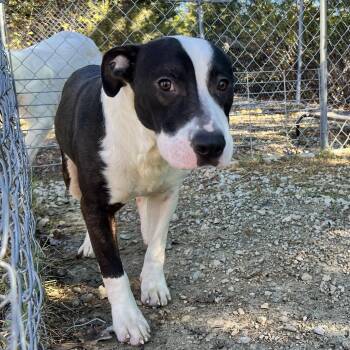 Conrad -  Pit Bull Terrier Dog for Adoption in Hollister, Missouri - Conrad | PetCurious