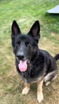 Rescue German Shepherd Dog Dogs for Adoption in Cumberland, Maine - -Lulu & Waffles - Vermont, Courtesy Post | PetCurious