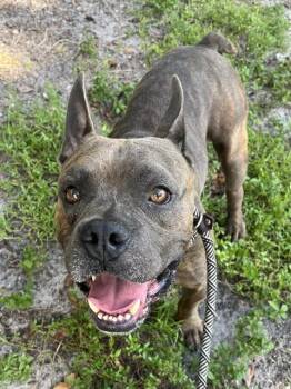 KANE BUTLER -  American Staffordshire Terrier and Mixed Breed Dog for Adoption in Fort Lauderdale, Florida - KANE BUTLER | PetCurious