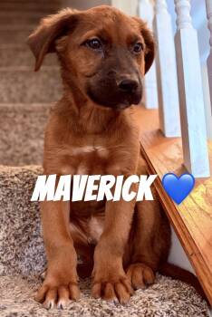Maverick -  German Shepherd Dog and Belgian Shepherd Malinois Dog for Adoption in Felton, Pennsylvania - Maverick | PetCurious