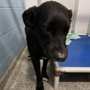 Storm -  Mixed Breed Dog for Adoption in Jeffersonville, Indiana - Storm | PetCurious