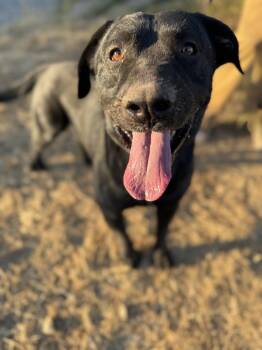 Rescue Labrador Retriever and Dachshund Dogs for Adoption - FINN | PetCurious