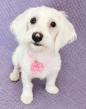 Penny -  Poodle and Chihuahua Dog for Adoption in Lodi, California - Penny | PetCurious