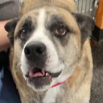 James P. Sullivan -  Mixed Breed Dog for Adoption in Cincinnati, Ohio - James P. Sullivan | PetCurious