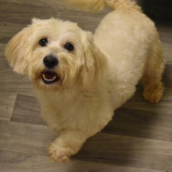 MARCO POLO -  Cockapoo Dog for Adoption in Graham, Washington - MARCO POLO | PetCurious