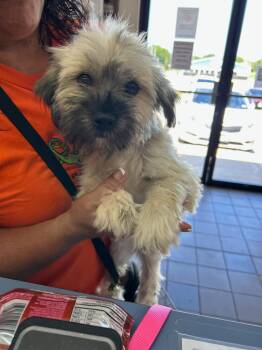 Rescue Wheaten Terrier and Poodle Dogs for Adoption in Winter, Wisconsin - Sandy | PetCurious