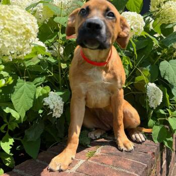 Pele -  Mixed Breed Dog for Adoption in Brownsboro, Alabama - Pele | PetCurious