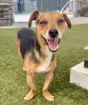 Chase -  Dachshund Dog for Adoption in Pompano Beach, Florida - Chase | PetCurious