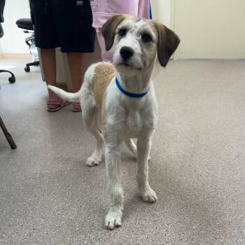 Poodle and Pit Bull Terrier Dogs Available for Adoption in Reno, Nevada - Whiskey | PetCurious