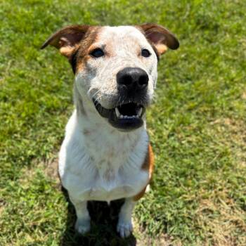 Rescue Cattle Dog and Mixed Breed Dogs for Adoption in San Jacinto, California - Ella | PetCurious