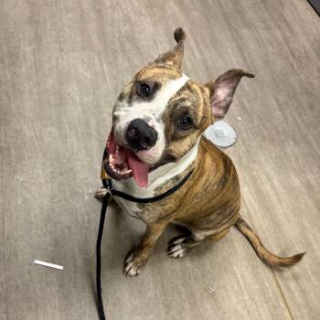 Catan -  Pit Bull Terrier Dog for Adoption in Pasadena, California - Catan | PetCurious