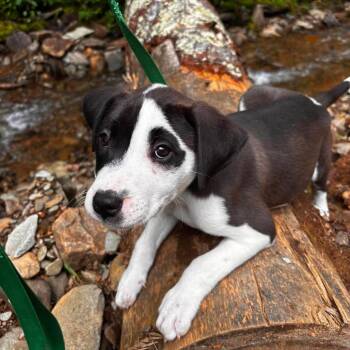Butterfinger -  Beagle Dog for Adoption in Savannah, Georgia - Butterfinger | PetCurious