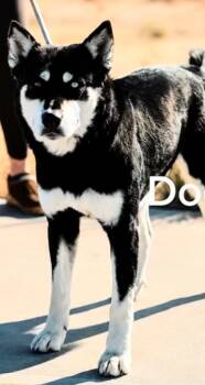 Westley -  Husky Dog for Adoption in Fort Lupton, Colorado - Westley | PetCurious