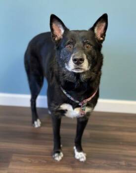 German Shepherd Dog and Mixed Breed Dogs Available for Adoption - Loki | PetCurious