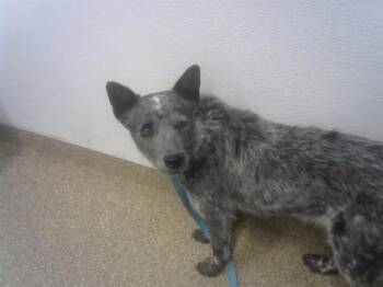 Australian Cattle Dog Blue Heeler and Mixed Breed Dogs Available for Adoption - SCARLET | PetCurious