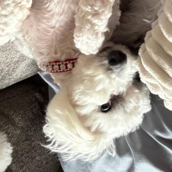 Bichon Frise Dogs Available for Adoption in Zimmerman, Minnesota - Taffy | PetCurious