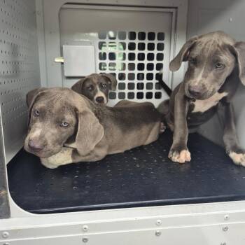 Tex -  Terrier and Mixed Breed Dog for Adoption in Montgomery, Alabama - Tex | PetCurious