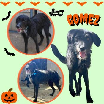 Gomez -  German Wirehaired Pointer Dog for Adoption in Lindsay, California - Gomez | PetCurious