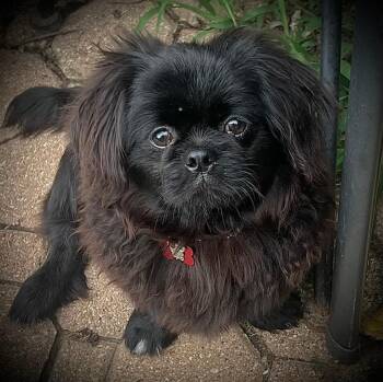 Pekingese Dogs Available for Adoption in Carrollton, Texas - Lennon | PetCurious