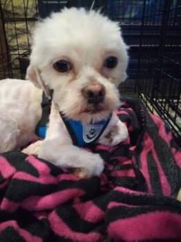 Trooper -  Maltese and Mixed Breed Dog for Adoption in Oak Creek, Wisconsin - Trooper | PetCurious