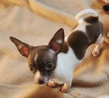 Tina Fey -  Chihuahua Dog for Adoption in Fall River, Massachusetts - Tina Fey | PetCurious