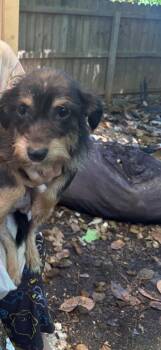 Chihuahua Dogs Available for Adoption in Douglasville, Georgia - Luckie | PetCurious