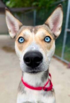 Tank -  Husky and Mixed Breed Dog for Adoption in Parma, Ohio - Tank | PetCurious