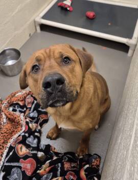 Pit Bull Terrier and Mixed Breed Dogs Available for Adoption in Hagerstown, Maryland - HENDERSON | PetCurious