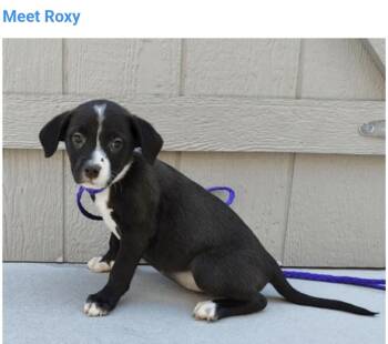 Roxy -  Pit Bull Terrier Dog for Adoption in Salt Lake City, Utah - Roxy | PetCurious