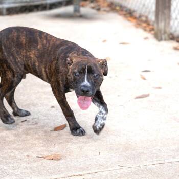 Petey -  Terrier and Mixed Breed Dog for Adoption in Gainesville, Georgia - Petey | PetCurious