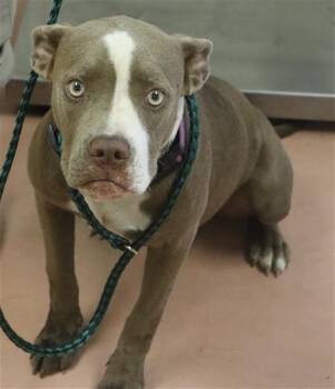 KASEY -  Mixed Breed Dog for Adoption in Columbia, South Carolina - KASEY | PetCurious