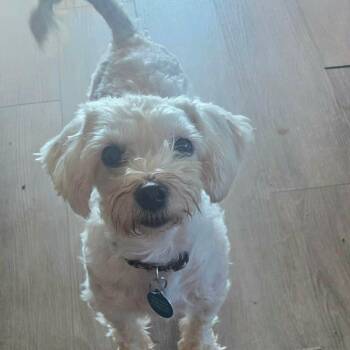 Princess -  Maltese Dog for Adoption in St. Thomas, Ontario - Princess | PetCurious