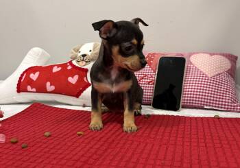 Chihuahua and Mixed Breed Dogs Available for Adoption - Tutu | PetCurious