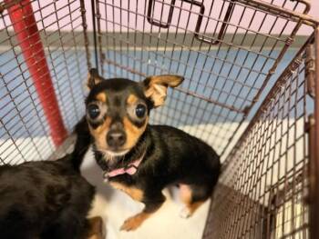 TITA -  Chihuahua Dog for Adoption in Doral, Florida - TITA | PetCurious