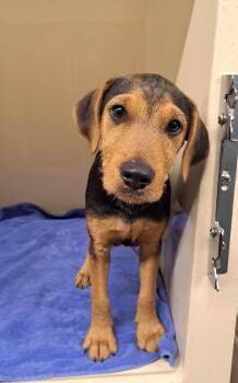 Paddington -  Airedale Terrier and Mixed Breed Dog for Adoption in Cedarburg, Wisconsin - Paddington | PetCurious