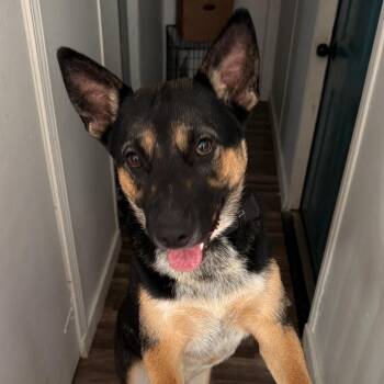 Bieber -  Mixed Breed Dog for Adoption in Asheville, North Carolina - Bieber | PetCurious