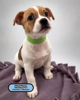 Hondo -  Rat Terrier and Chihuahua Dog for Adoption in Lawrenceville, Georgia - Hondo | PetCurious