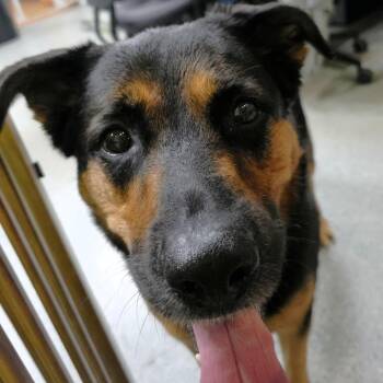 Guinness -  German Shepherd Dog Dog for Adoption in Michigan City, Indiana - Guinness | PetCurious