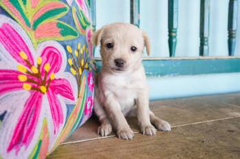 Journal -  Chihuahua Dog for Adoption in San Antonio, Texas - Journal | PetCurious