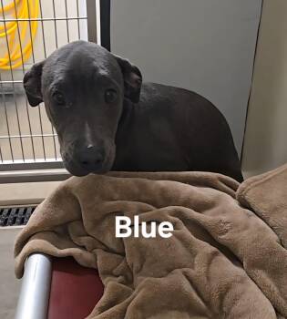 Rescue Pit Bull Terrier and Mixed Breed Dogs for Adoption in Springfield, Illinois - Blue (FOSTER Needed) | PetCurious