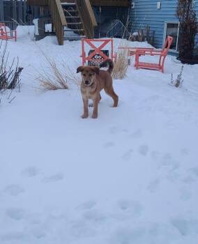 Flicker -  Mixed Breed Dog for Adoption in Minot, North Dakota - Flicker | PetCurious
