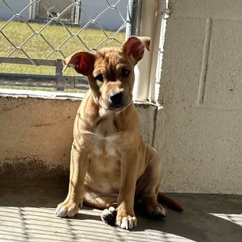 Rescue Mixed Breed Dogs for Adoption in Loxahatchee Groves, Florida - Candy Corn 1637 | PetCurious