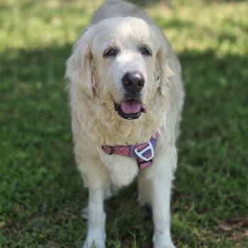 Great Pyrenees Dogs Available for Adoption in Spring, Texas - Ransom | PetCurious