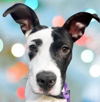 Patch -  Mixed Breed Dog for Adoption in Schaumburg, Illinois - Patch | PetCurious