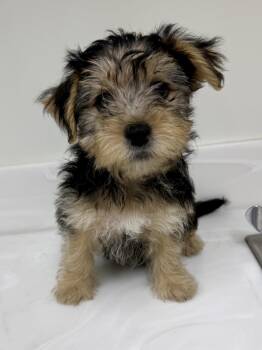 Paddington -  Yorkshire Terrier and Maltipoo Dog for Adoption in Cypress, California - Paddington | PetCurious
