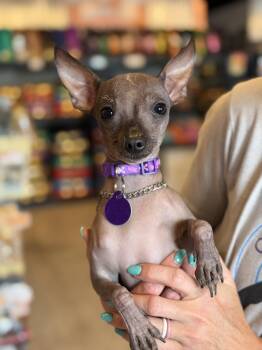 Chihuahua and Xoloitzcuintli Mexican Hairless Dogs Available for Adoption in Sandy Springs, Georgia - Alma | PetCurious
